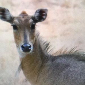 Meet your Posher, Morgan